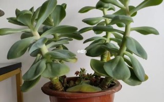 重庆多肉室外会徒长吗？