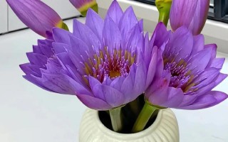 水培睡火莲为何不开花？