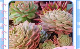 新种植多肉需要浇水吗