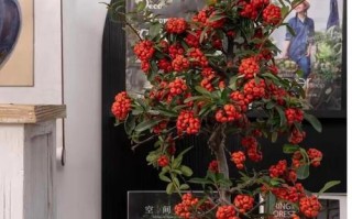 红果盆栽成熟期是何时？