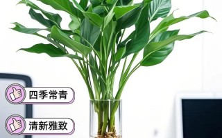 大面积可以水培的植物