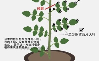 盆栽月季开完花怎么修剪？