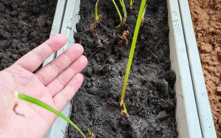 小茴香种子盆栽怎么种？