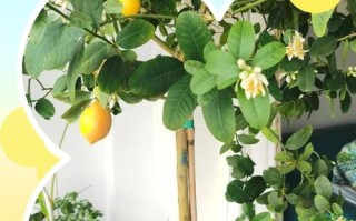 盆栽柠檬最佳种植时间是什么时候？