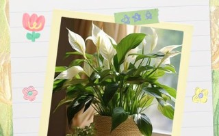 水培白掌黄叶烂根如何快速解决？