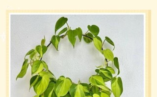 心叶蔓绿绒水培怎么养才好？