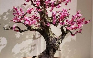 盆栽梅花用什么土最好？