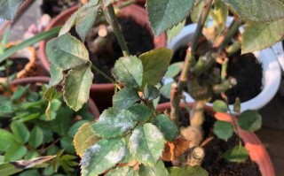 盆栽玫瑰叶子现黑点咋办？