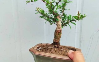 石榴小树可以当盆栽吗