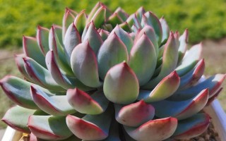 湖北冬天多肉可以露天