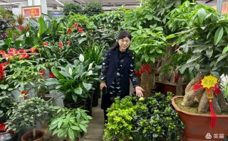 哈尔滨哪里能买到优质盆栽花卉？