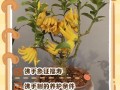 盆栽佛手何时开花？