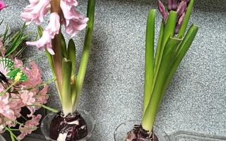 水培洋葱为何难开花？