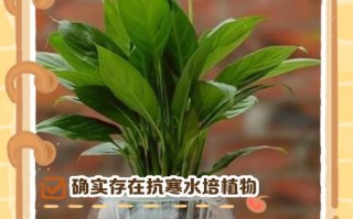 水培植物冬天为何不养在水里？