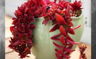 多肉火祭开花长啥样？