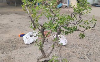 盆栽枣树可行吗？管理技巧有哪些？