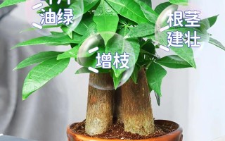 水培发财树能用复合肥吗？