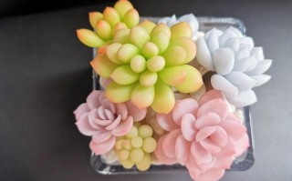 自制多肉养殖泥怎么配？