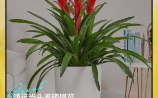 红运当头盆栽移植要注意什么？