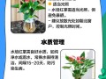 水培红掌要注意什么？