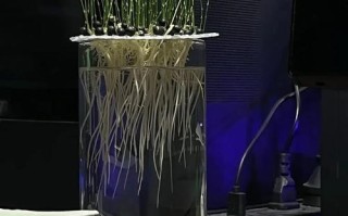 土培文竹怎么转水培？