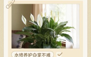 水培白掌叶子发黄不绿怎么办？