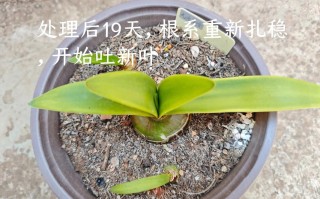 烂根朱顶红还能水培救活吗？