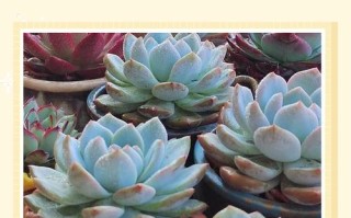 北京多肉适合露养温度