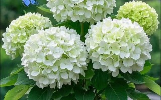 盆栽绣球花价格差异大吗？