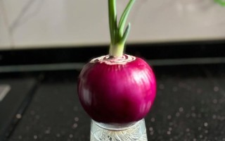 水培洋葱烂心是怎么回事