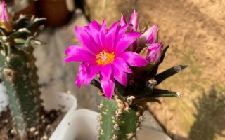 龙须牡丹多肉开花图片