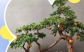 盆栽番石榴什么品种最适合家庭种植？