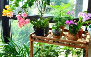 阳台适合养什么大盆栽？