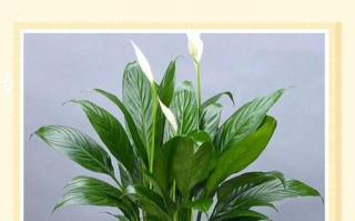 水培白掌冬天会怎么样