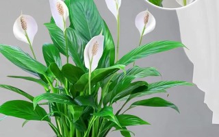 刚买的白掌水培怎么养才好？