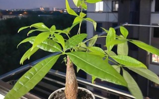 哪些盆栽好养又容易繁殖？