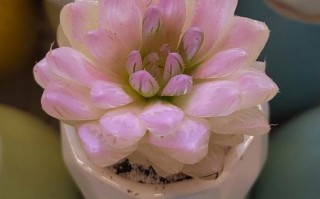 顶级多肉作品如何炼成？