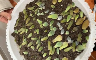 多肉叶片掉了如何成功培植？