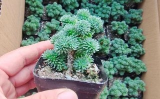 白花小松多肉养殖要注意哪些要点？