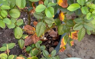 盆栽玫瑰叶子黄是何原因？