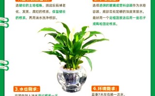 土培白掌转水培怎么养？