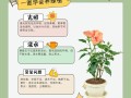 家庭花草盆栽怎么种才活得好？