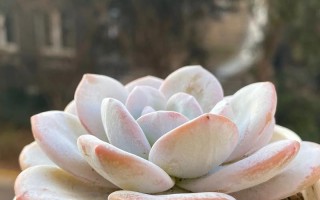 嫦娥多肉和雪莲多肉咋区分？