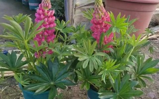 鲁冰花盆栽矮化有啥技巧？