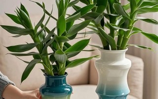 观音竹水培方法能剪根吗