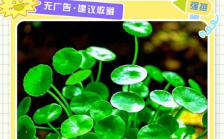 水培育铜钱草叶子发黄咋办？