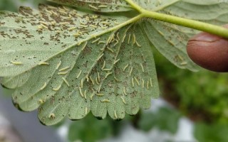 草莓盆栽为何总招虫？