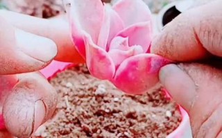 多肉化水后砍头，多菌灵要怎么用？