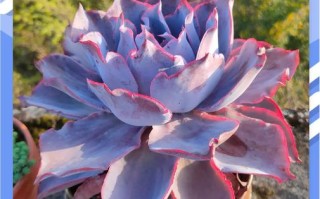 晚霞多肉有哪些品种？