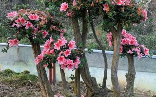 盆栽杜鹃桩怎么养护栽培？